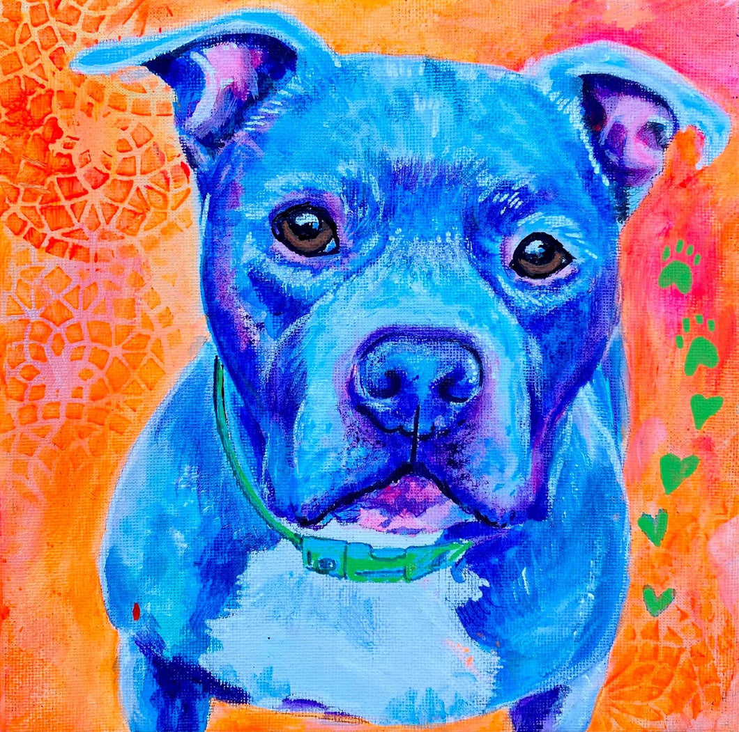 Jeffrey the Positively Peaceful Pit bull